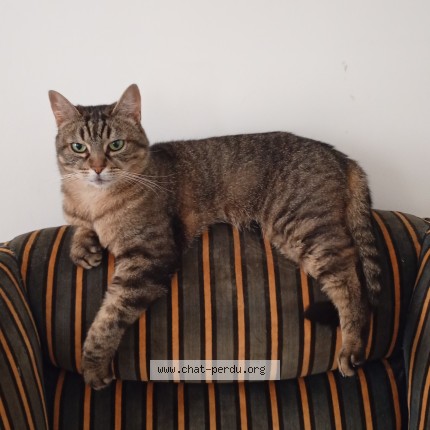 Photo de chat perdu à Therdonne