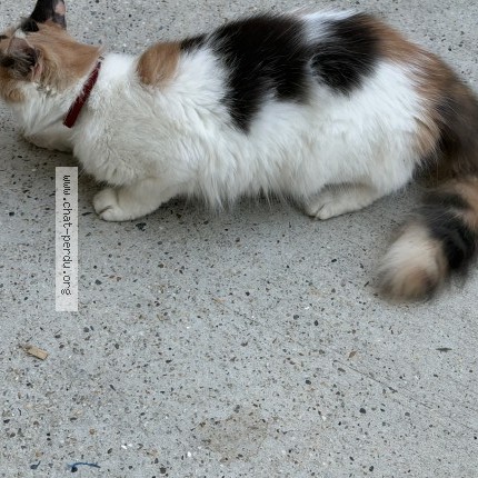 Photo de chat trouvé à Bordeaux
