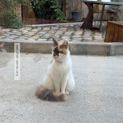 Photo 2/2 Chat trouvé Trouvé à Bordeaux