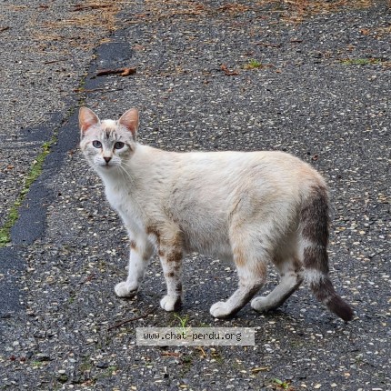Photo de chat perdu à Saint Jean Le Vieux