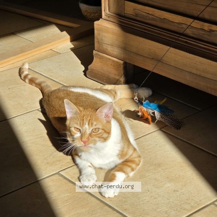 Photo 1/1 Artus Chat perdu à Neung Sur Beuvron