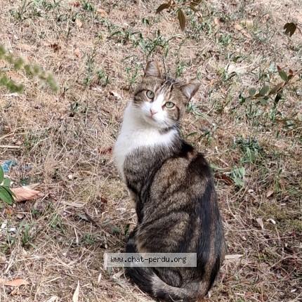 Photo de chat trouvé à St Cloud