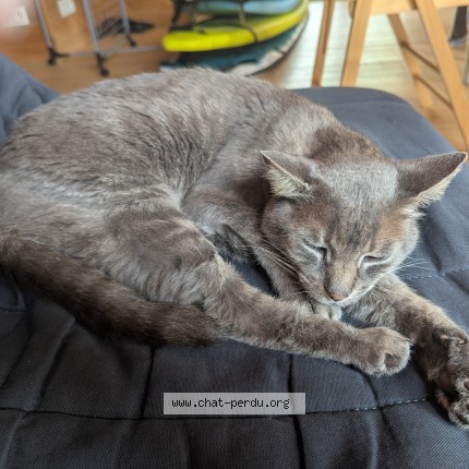 Photo de chat trouvé à Plomeur