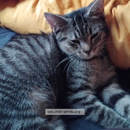 Photo de chat retrouvé à Auxerre
