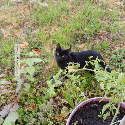 Photo 1/1 Chat trouvé Trouvé à Fontainebleau