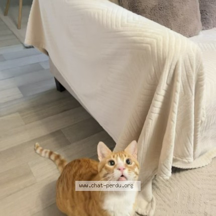 Photo de chat perdu à Saint Etienne Du Rouvray