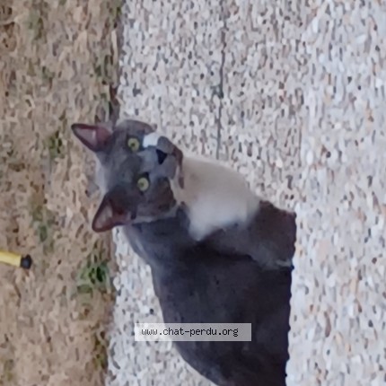 Photo de chat trouvé à Orleans