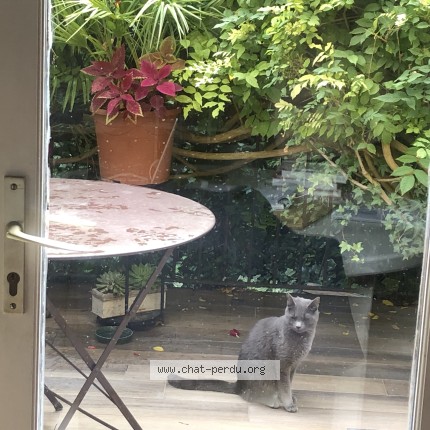 Photo 1/3 Chat trouvé Trouvé à Asnieres Sur Seine