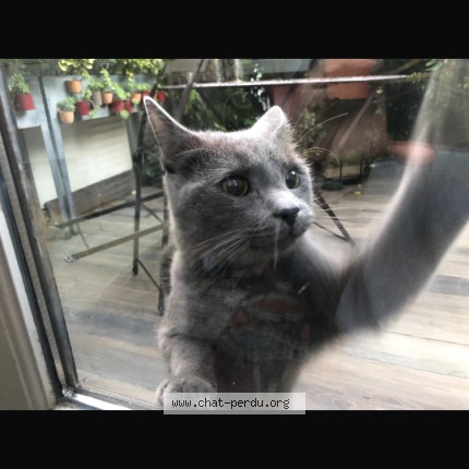 Photo 2/3 Chat trouvé Trouvé à Asnieres Sur Seine