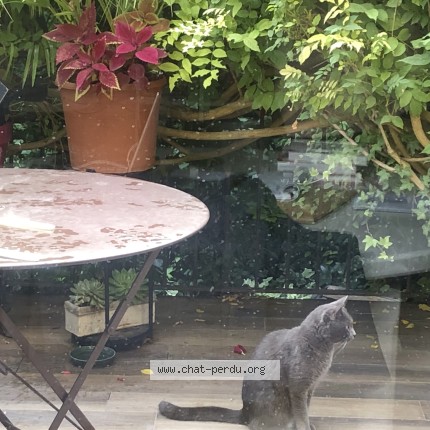 Photo 3/3 Chat trouvé Trouvé à Asnieres Sur Seine