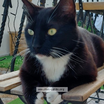 Photo de chat perdu à Cugnaux