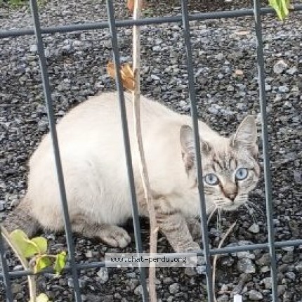 Photo 1/1 Chat trouvé Trouvé à Lezennes Villeneuve D Ascq