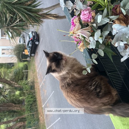 Photo 1/1 minette Chat perdu à Anglet