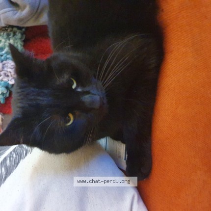 Photo 1/1 Tina Chat perdu à Parcay Meslay