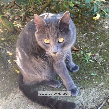 Photo 1/1 Chat trouvé Trouvé à Muret