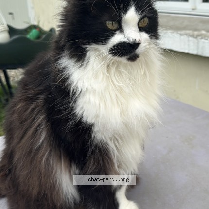 Photo de chat perdu à Chevillon Sur Huillard