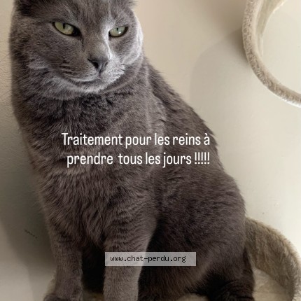 Photo de chat perdu à Marseille