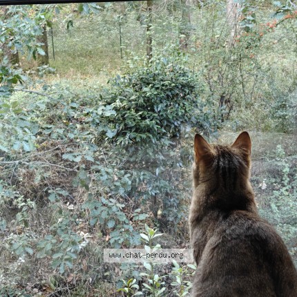 Photo de chat perdu à Toulouse