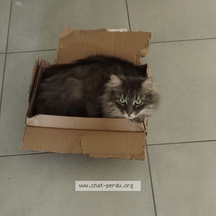 Photo de chat perdu à Vourles