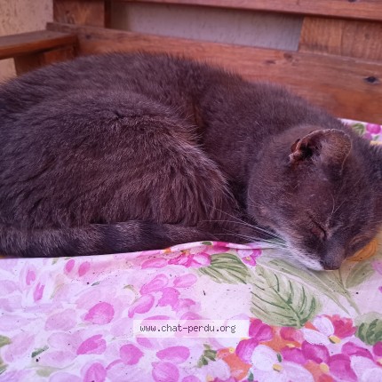 Photo 1/1 Chat retrouvé Trouvé à Montcel