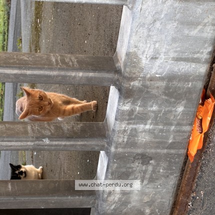Photo de chat trouvé à Lille