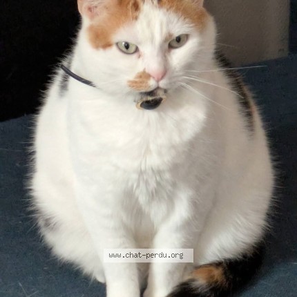 Photo 1/1 Leia Chat perdu à Reims