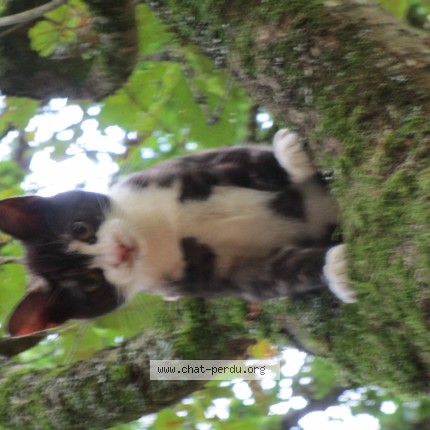 Photo de chat perdu à Malansac