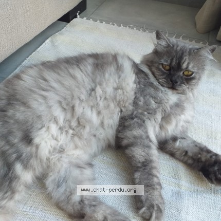 Photo de chat perdu à Septemes Les Vallons