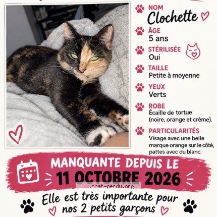 Photo 1/1 clochette Chat perdu à Saint Jerome