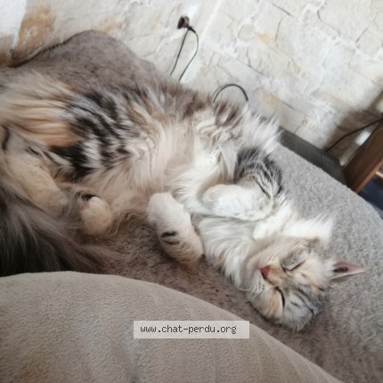 Photo de chat perdu à Saint Hilaire De Riez