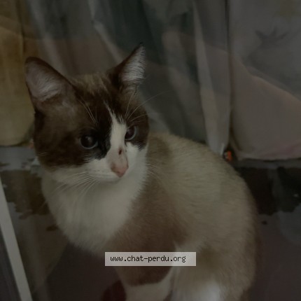 Photo 1/1 Chat trouvé Trouvé à Clermont Ferrand