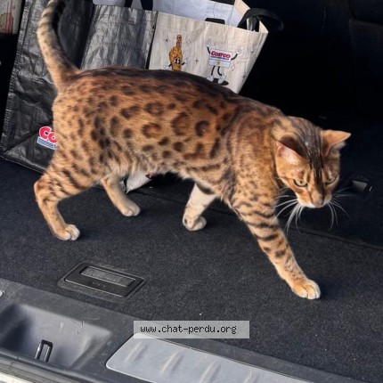 Photo de chat perdu à Montreal