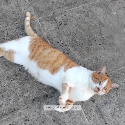 Photo 1/1 Chat trouvé Trouvé à Pont Saint Martin