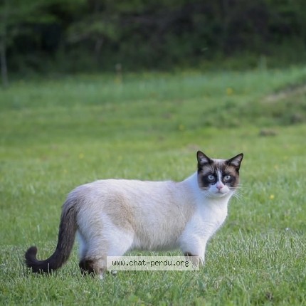 Photo de chat perdu à Le Chay