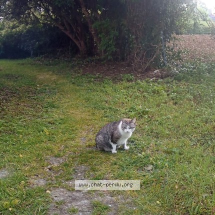 Photo de chat perdu à La Jarrie