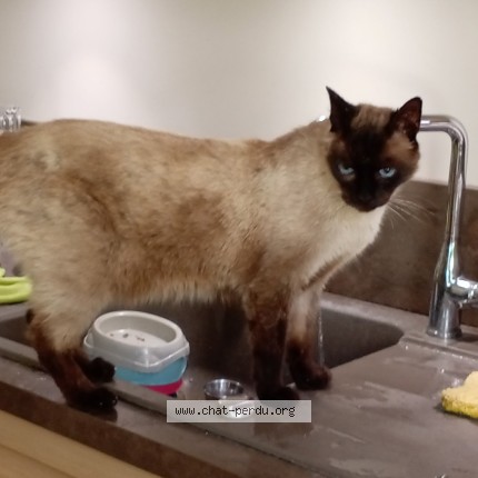 Photo de chat perdu à Le Thor