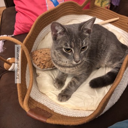 Photo de chat trouvé à Bordeaux