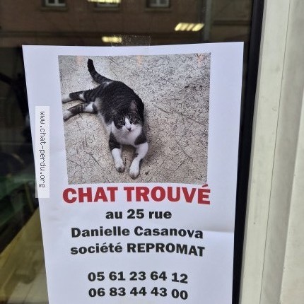 Photo 1/1 Chat trouvé Trouvé à Toulouse