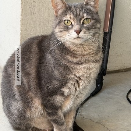 Photo 1/1 Ora Chat perdu à Ozoir La Ferrieres