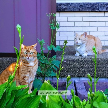 Photo de chat perdu à Saguenay