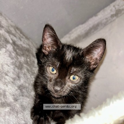 Photo 1/1 Chat retrouvé Perdu à Negrepelisse
