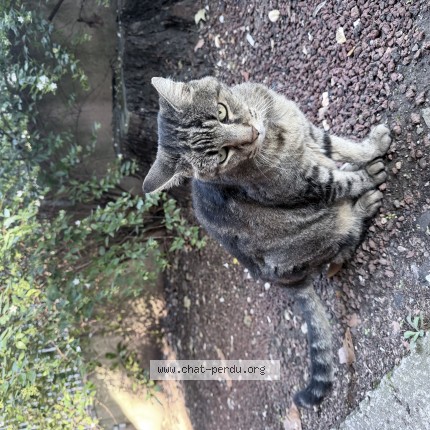 Photo 1/1 Chat trouvé Trouvé à Montpellier