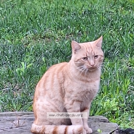 Photo 1/1 Chat trouvé Trouvé à Fontaine
