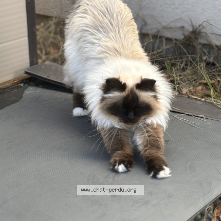 Photo de chat perdu à Biscarrosse