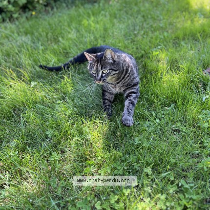 Photo 1/1 CHEWIE Chat perdu à Bissy Sur Fley
