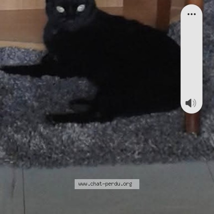Photo 1/1 princesse Chat perdu à Hennebont
