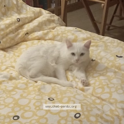 Photo de chat perdu à Dax