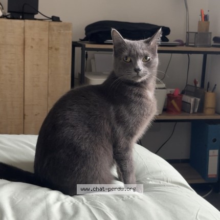 Photo de chat perdu à Gallargues Le Montueux