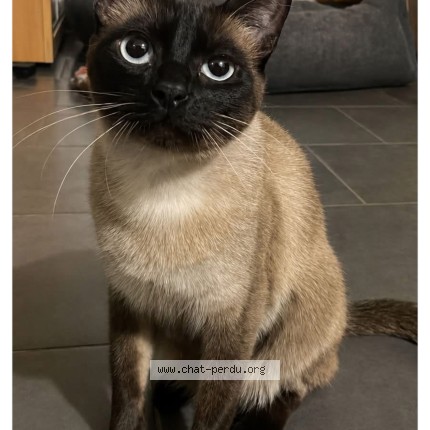 Photo de chat perdu à Pibrac