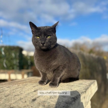 Photo de chat perdu à Sainte Consorce